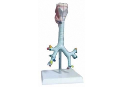 SYL/2058-1喉、器官、支气管及肺段支气管解剖模型