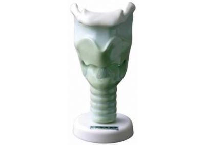 SYL/2055喉软骨模型