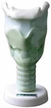 喉软骨模型