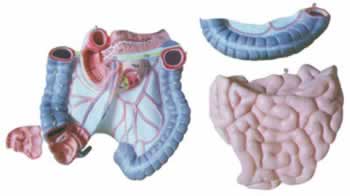 结肠空回肠解剖模型