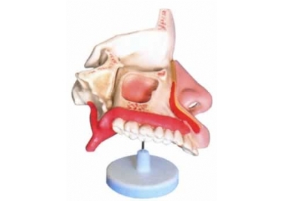 SYL/2048鼻腔解剖模型