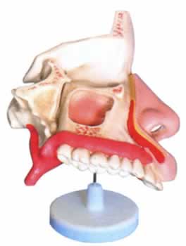 鼻腔解剖模型