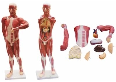 SYL/2047 人体肌肉及胸腹腔脏器解剖模型