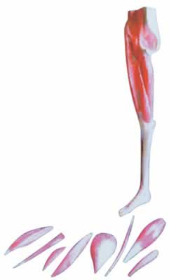 下肢肌肉解剖