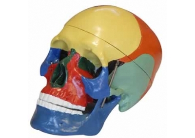 SYL/2007颅骨着色分离模型（三部件）