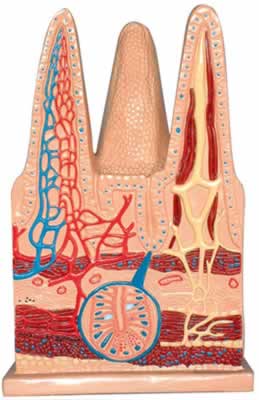 肠绒毛组织模型