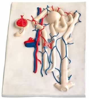 肾单位肾小球及足细胞
