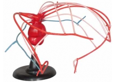 SYL/5025弓动脉演变模型