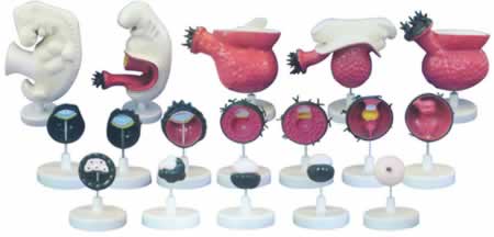 人体胚胎模型