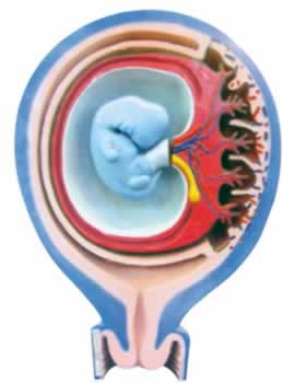 胎儿胎膜与子宫的关系
