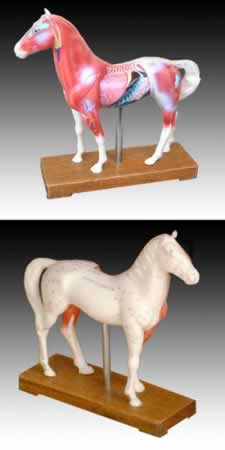 马体针灸模型