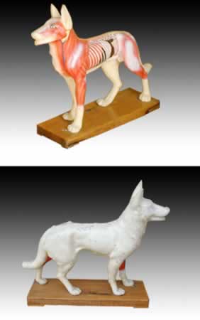 狗体针灸模型 