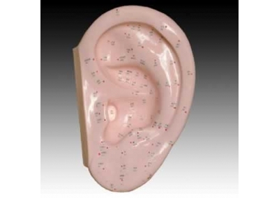SYL/508D 耳针灸模型(40CM)
