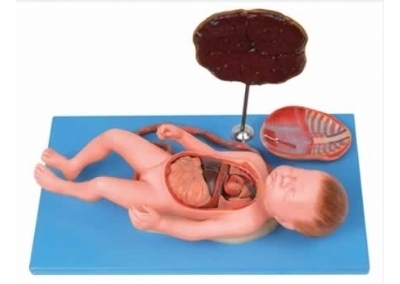 SYL/42008 胎盘脐带与胎儿附内脏模型