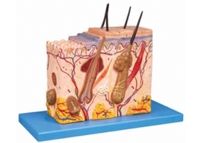 SYL/41002 皮肤组织结构放大模型