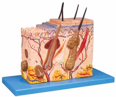 皮肤组织结构放大模型