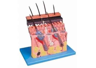 SYL/41001 皮肤层次切面放大模型