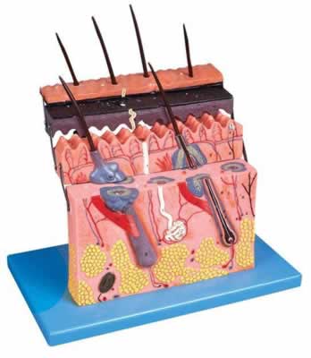 皮肤层次切面放大模型