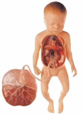 胎儿血液循环模型