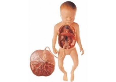 SYL/42009 胎儿血液循环模型