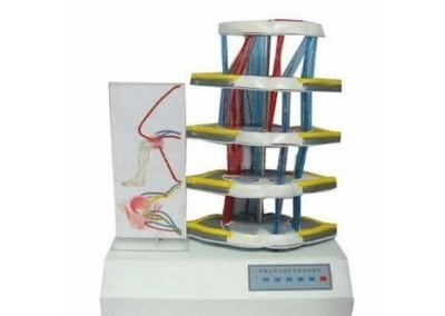 SYL/18225 脊髓反射与损伤表现电动模型