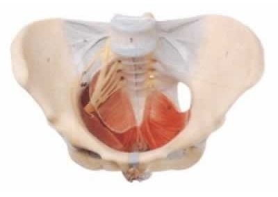 SYL/15106 女性骨盆附盆底肌和神经模型