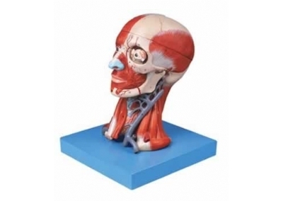 SYL/18211 头颈部肌肉、血管附脑模型