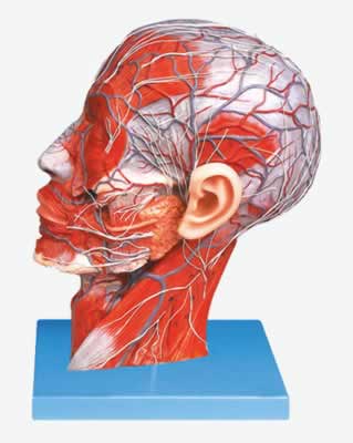 头部正中矢状切面附血管神经模型