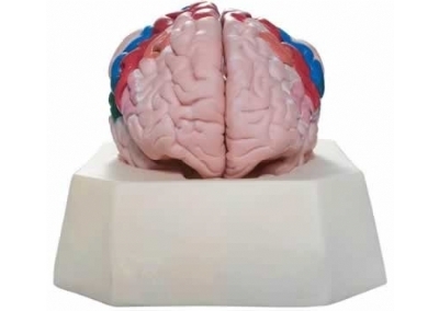 SYL/18206 大脑皮质分区模型