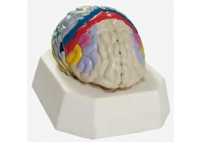 SYL/18205 大脑皮质功能定位模型