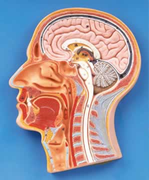 头部正中矢状切面模型
