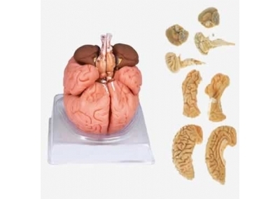 SYL/18201 脑模型