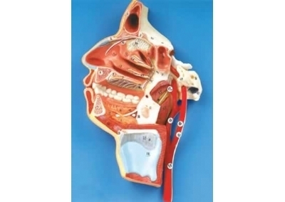 SYL/18108 口、鼻、咽、喉内侧面血管神经模型