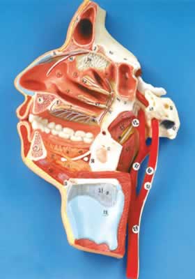 口、鼻、咽、喉内侧面血管神经模型