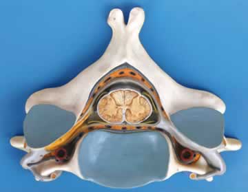 第五颈椎附脊髓和脊神经放大模型