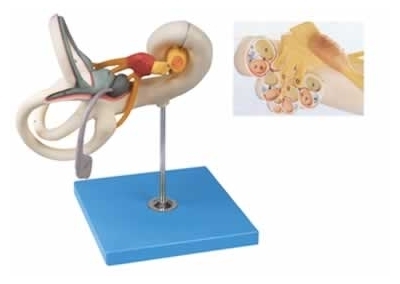 SYL/17205 内耳迷路放大模型