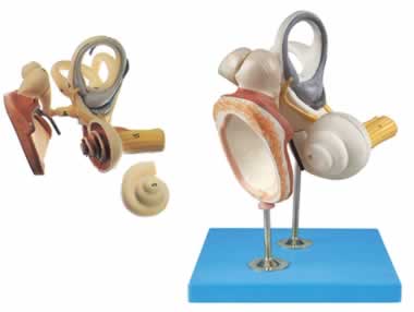 内耳、听小骨及鼓膜放大模型