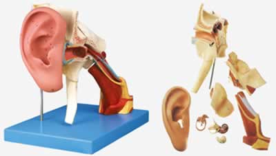 耳结构放大模型