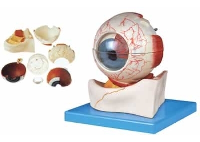 SYL/17103 眼球构造放大模型