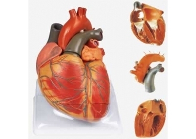 SYL/16006 成人心脏解剖放大模型