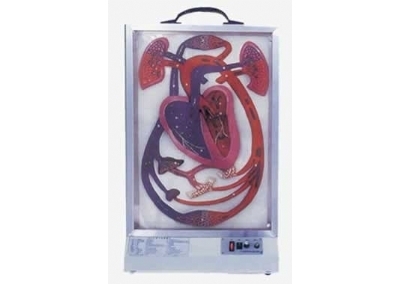 SYL/16004 电动心脏搏动与血液循环模型