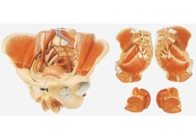 SYL/15107 女性骨盆附生殖器官与血管神经模型