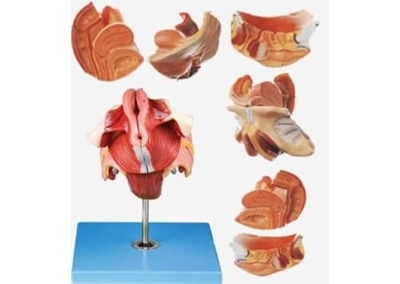 SYL/15105 女性生殖器官结构模型