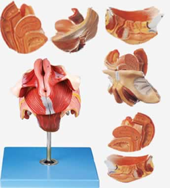 女性生殖器官结构模型