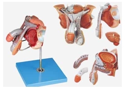 SYL/15102 男性生殖器官结构模型