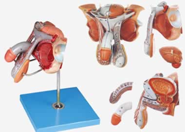 男性生殖器官结构模型