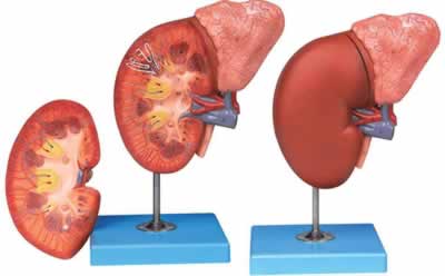 肾脏与肾上腺放大模型