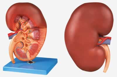 肾脏解剖放大模型