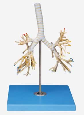 支气管树模型