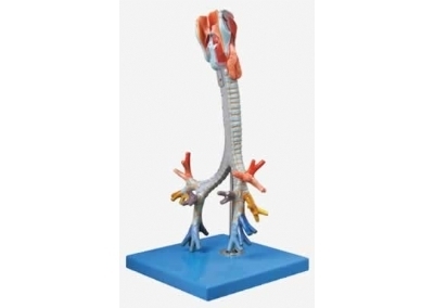 SYL/13006 喉与气管、支气管树模型